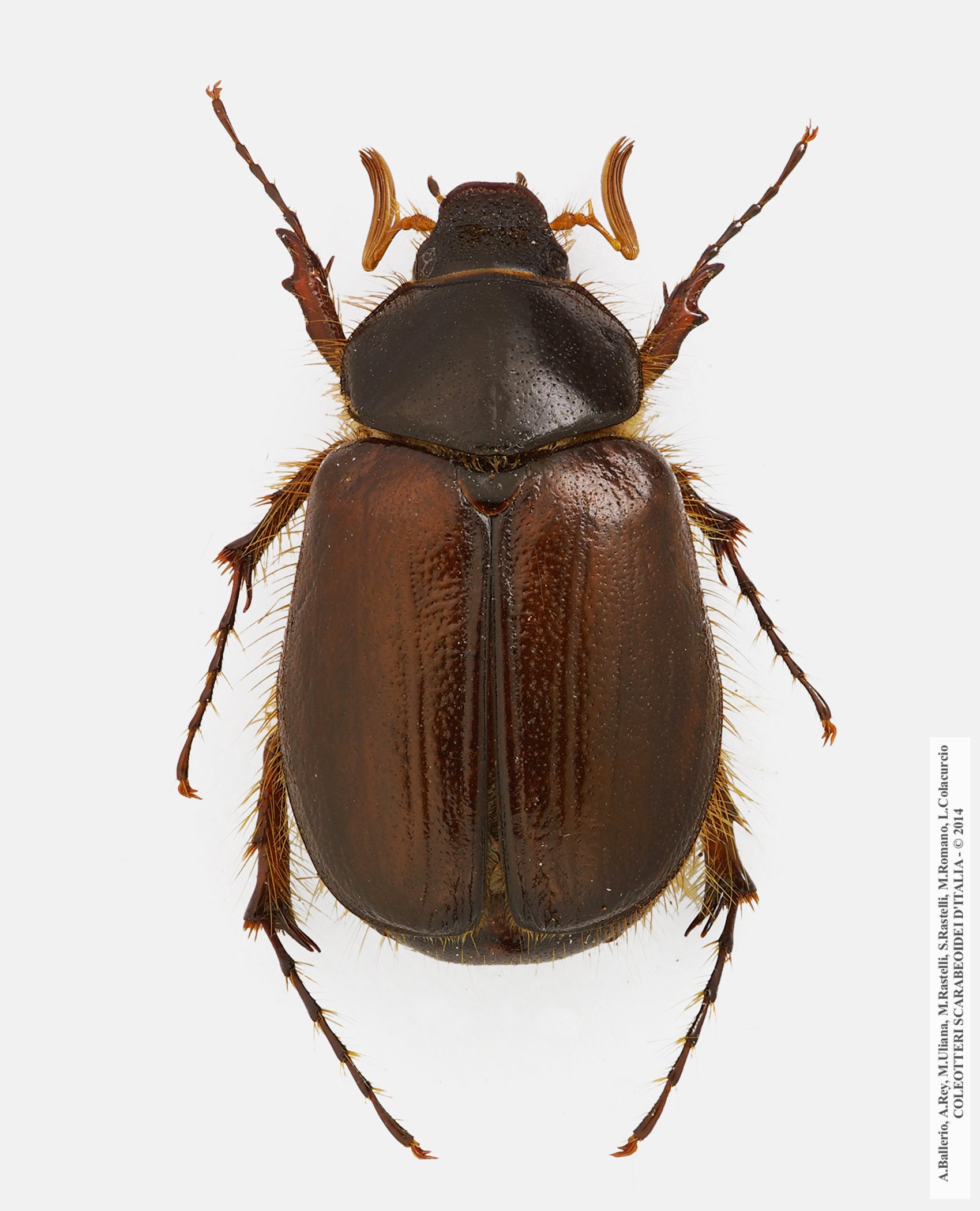 Elaphocera erichsoni, maschio